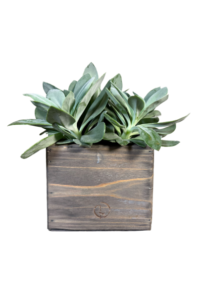 plantenbakje vierkant 13 oud grijs