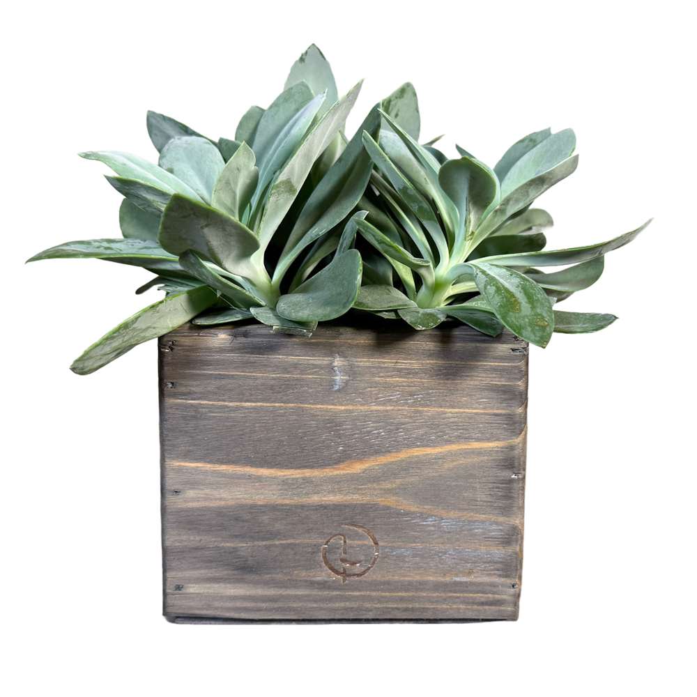 pot cairo grey jacob 13-1