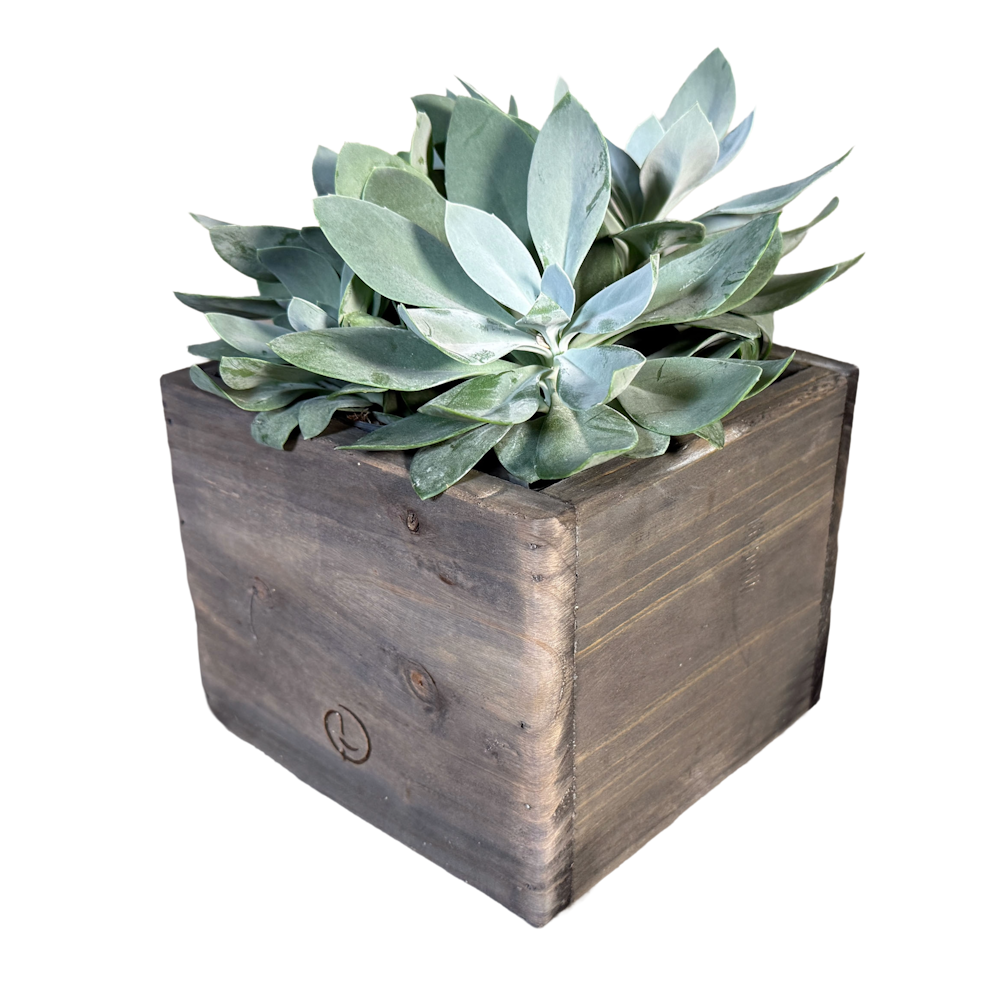 pot cairo grey jacob 15-1