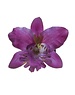 Goudhaartje Orchidee haarbloem paars op alligator knipje