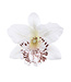 Orchidee haarbloem op alligator knipje wit