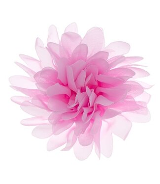 Goudhaartje Haarbloem dahlia roze Goudhaartje Haarbloem dahlia roze