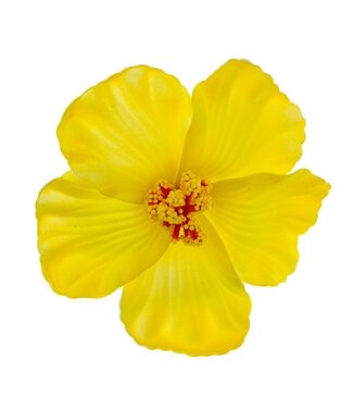 Goudhaartje Haarbloem large bright yellow