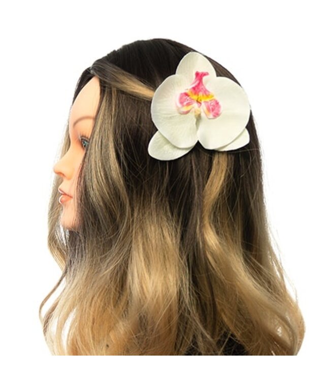 Haarbloem orchidee ronde bladeren wit