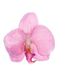 Haarbloem orchidee ronde bladeren roze