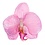 Haarbloem orchidee ronde bladeren roze