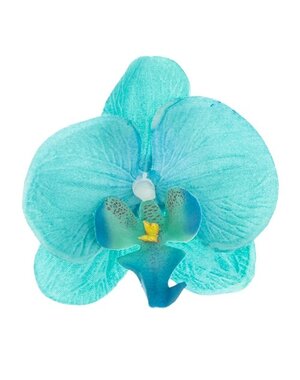 Goudhaartje Haarbloem orchidee ronde bladeren aqua