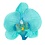 Haarbloem orchidee ronde bladeren aqua