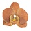 Haarbloem orchidee ronde bladeren bruin