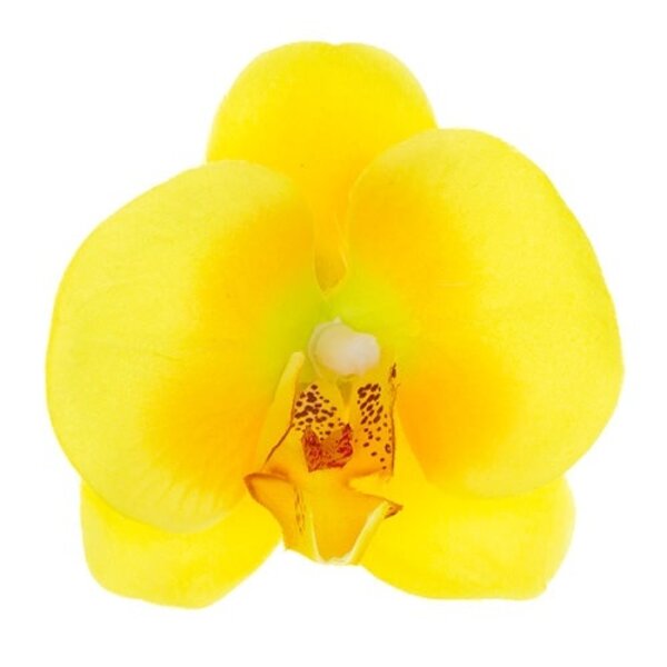 Goudhaartje Haarbloem orchidee ronde bladeren geel