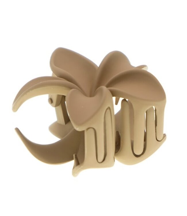 Haarklem sterbloem bruin