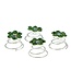 Curlies bloem rond in de kleur groen