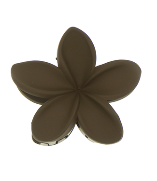 Goudhaartje Haarklem sterbloem bruin