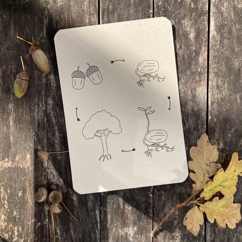 Wildebras Flashcards Lifecycle - Pompoen, kastanje, eikel, paddenstoel