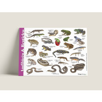 Herkenningskaart Amfibieën en Reptielen