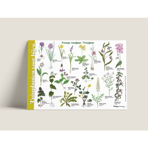 Jasper de Ruiter Herkenningskaart Tuinplanten voor bijen Jasper de Ruiter Herkenningskaart Tuinplanten voor bijen