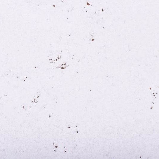 Wand decorationkork - Schnee weiss - 60 x 30 cm - 3mm Stärke - Pro m²