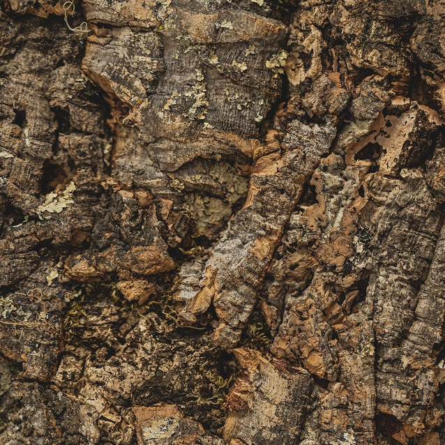 Wandkork platte - Cork Forest - 60 x 90 cm