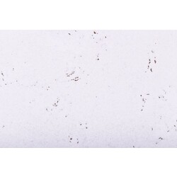 Pinnwand Korkplatte - SCHNEE - 60 x 30 cm - 5mm Stärke - pro Stük