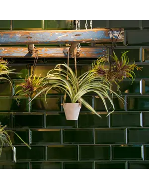 Luxury Tiles Royal Metro Classic Green 10x20cm Tile