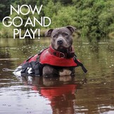 Honden Zwemvest – Veilig Reddingsvest voor Zwemmen en Watersport