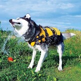 Honden Zwemvest – Veilig Reddingsvest voor Zwemmen en Watersport