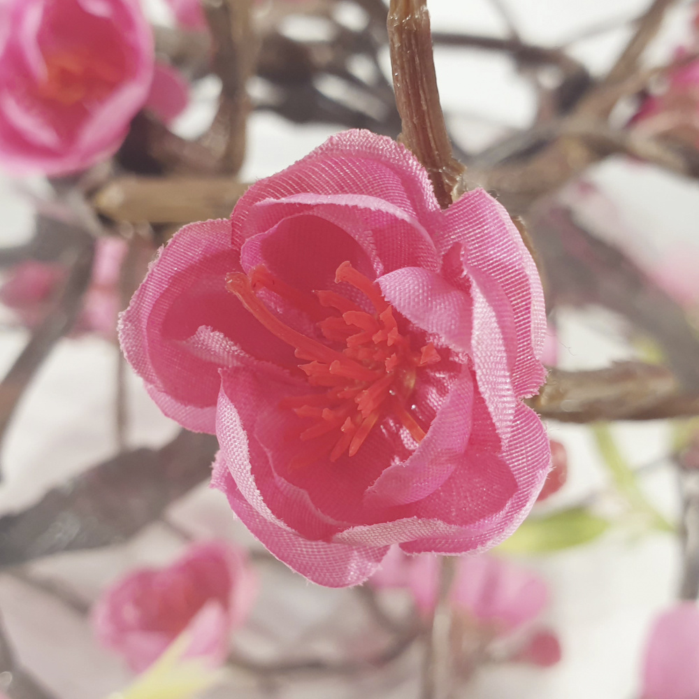 Bloemen - Bashful Peony's Pink