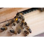 Heidehoning  uit de Schotse Hooglanden