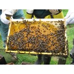 Heather Honey from the Scottish Highlands