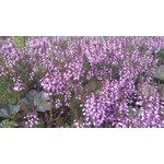 Heather Honey from the Scottish Highlands