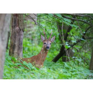 Weekend workshop Nieuwsgierig naar de Jacht