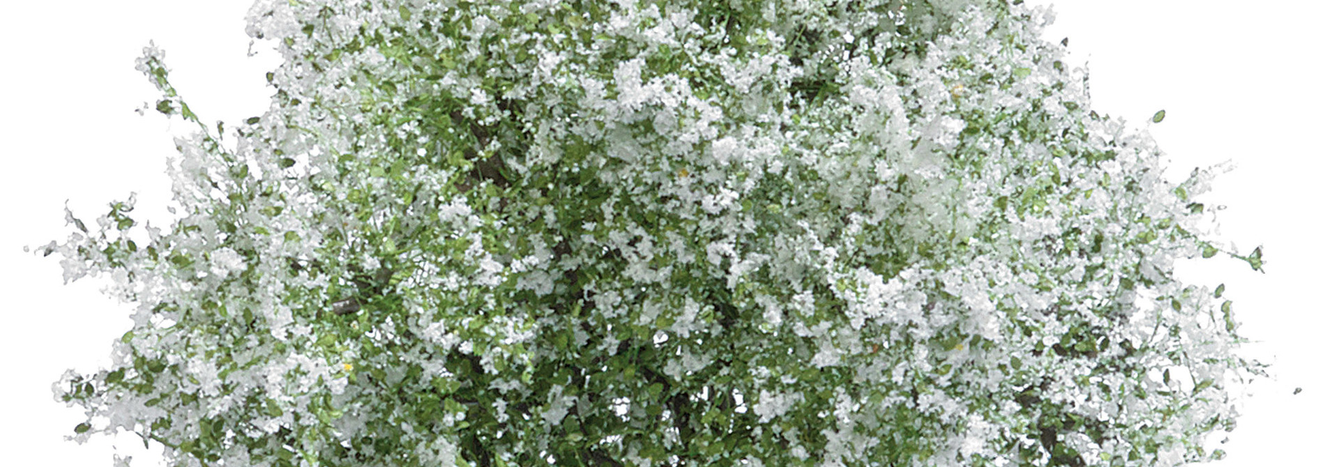 3651 H0 Appelboom 75 mm, bloeiend