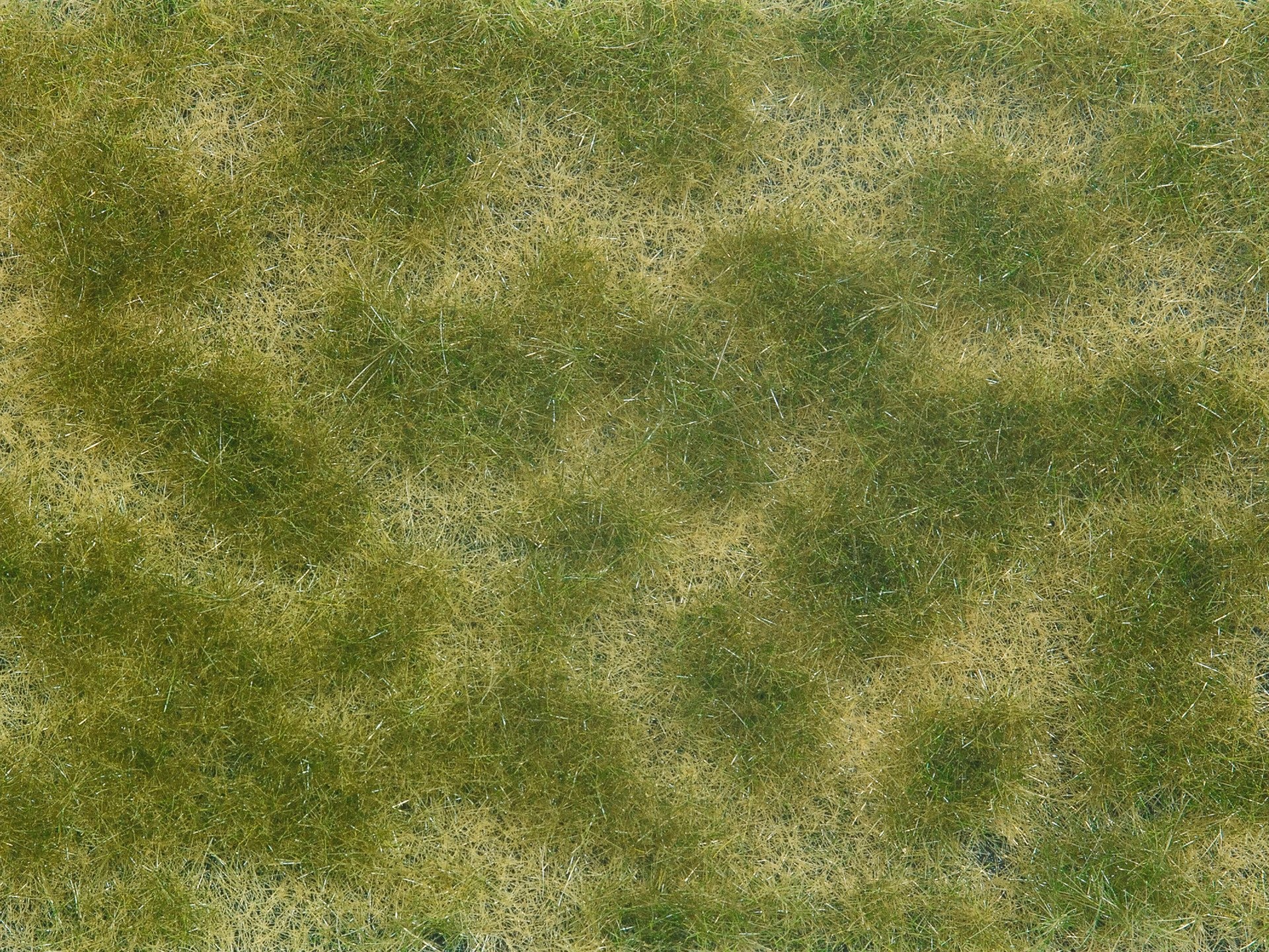 Bodendecker-Foliage grün/beige-1