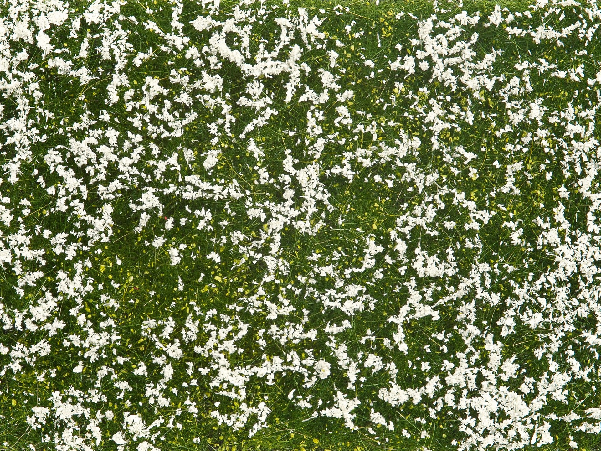 Bodendecker-Foliage Wiese weiß-1