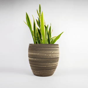 KarTent Cardboard plant pot Cyperus