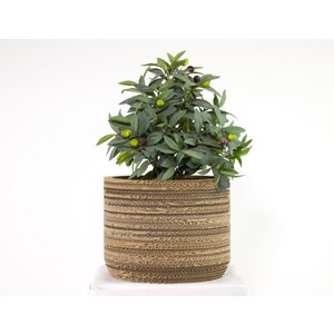 KarTent Cardboard Plant Pot Ficus