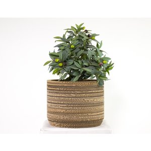 KarTent Papp-Pflanztopf Ficus