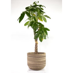 KarTent Kartonnen plantenpot Ficus