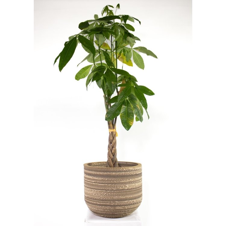 KarTent UK Cardboard Plant Pot Ficus