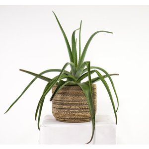 KarTent Cardboard plant pot Ficus