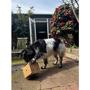 KarTent UK Kartonnen voerbal honden dobbelsteen