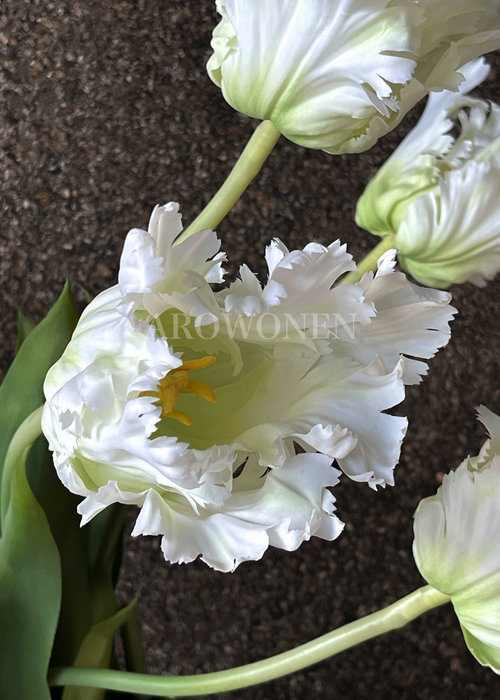 Tulip Maleficent - White - 71cm