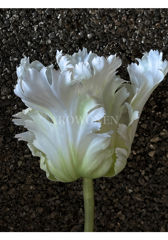 Tulip Maleficent - White - 71cm