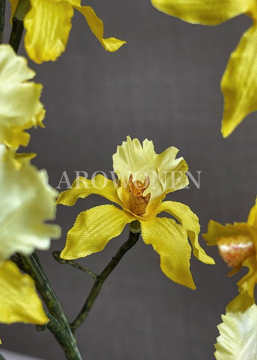 Orchidee Fire flames - Jaune