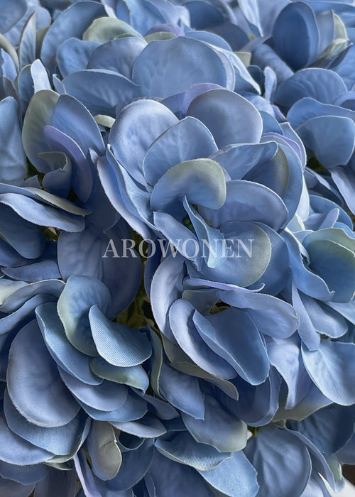 Bloem - Hortensia Solar - Blauw