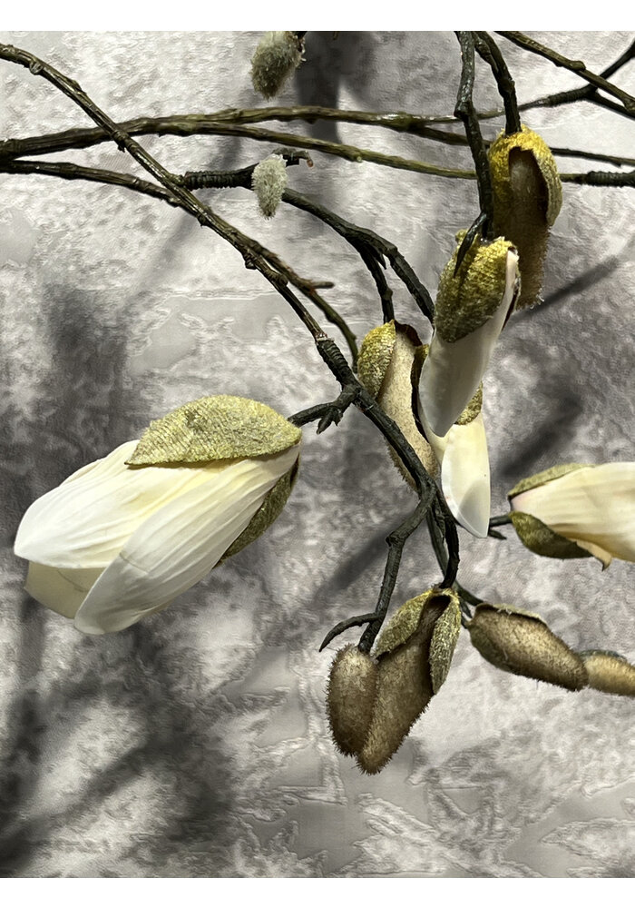Magnolia Branch - Cream - 184cm