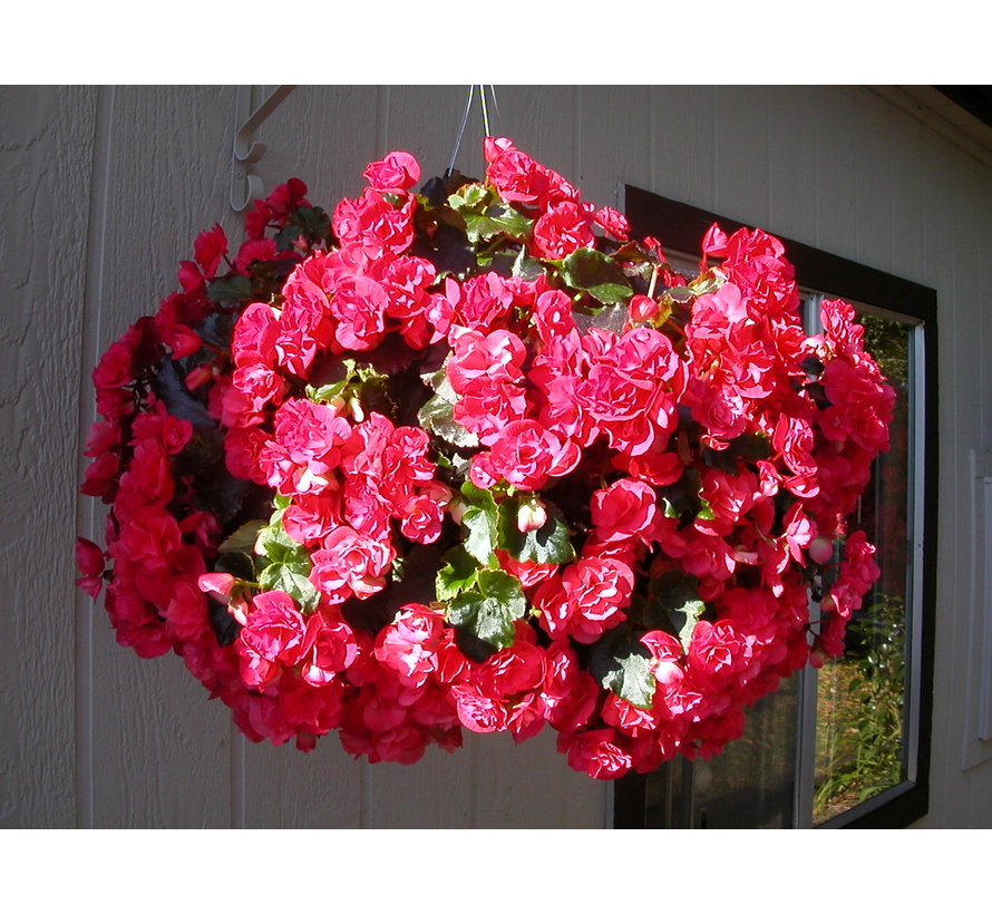 Hanging Basket - Zwart gecoat - 25 tot 40 cm