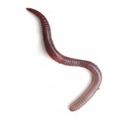 De Wiltfang Compostwormen 0,5 kg