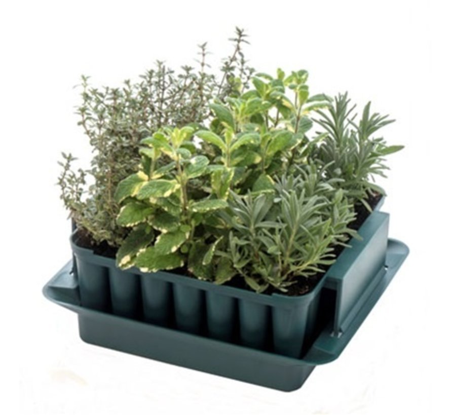Zaaibakje Compact - 49 plantjes