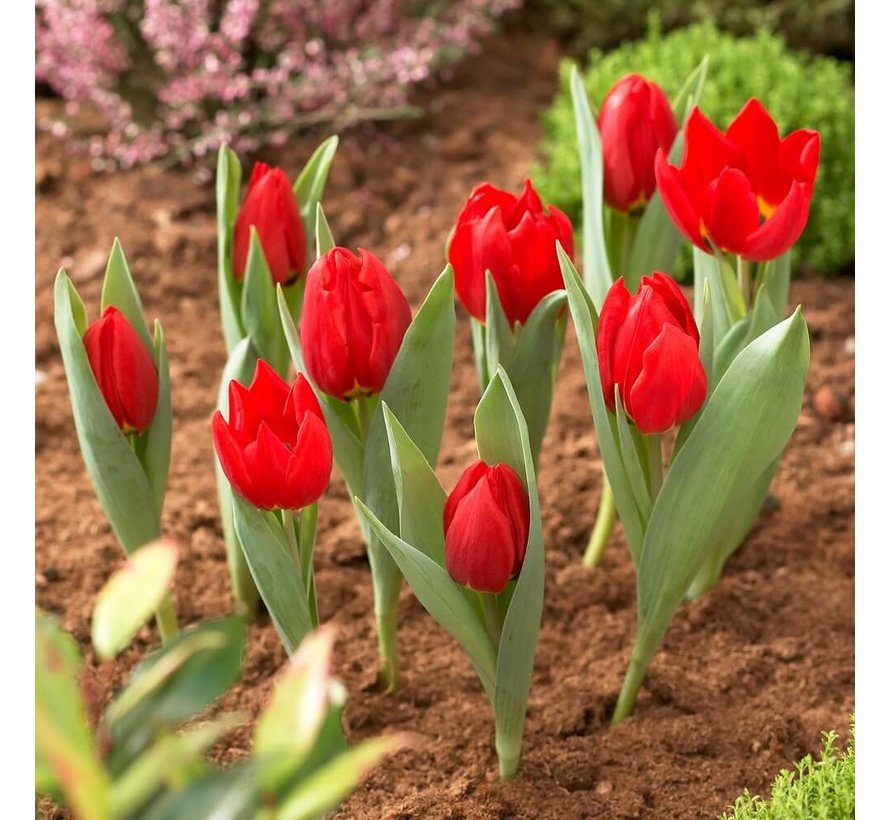 Bollenmand - ø 26 cm - 3 stuks